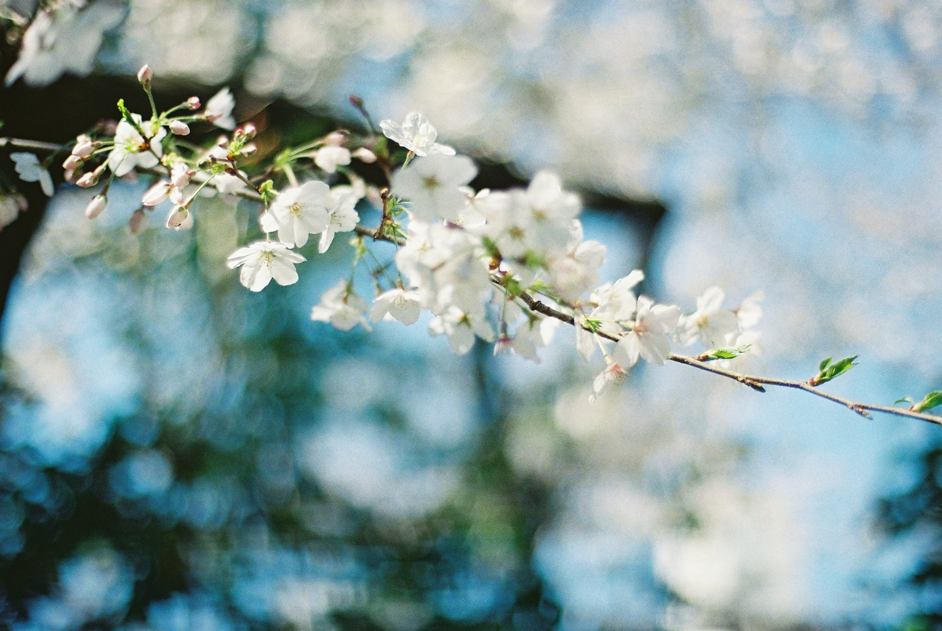 桜　CONTAX RX