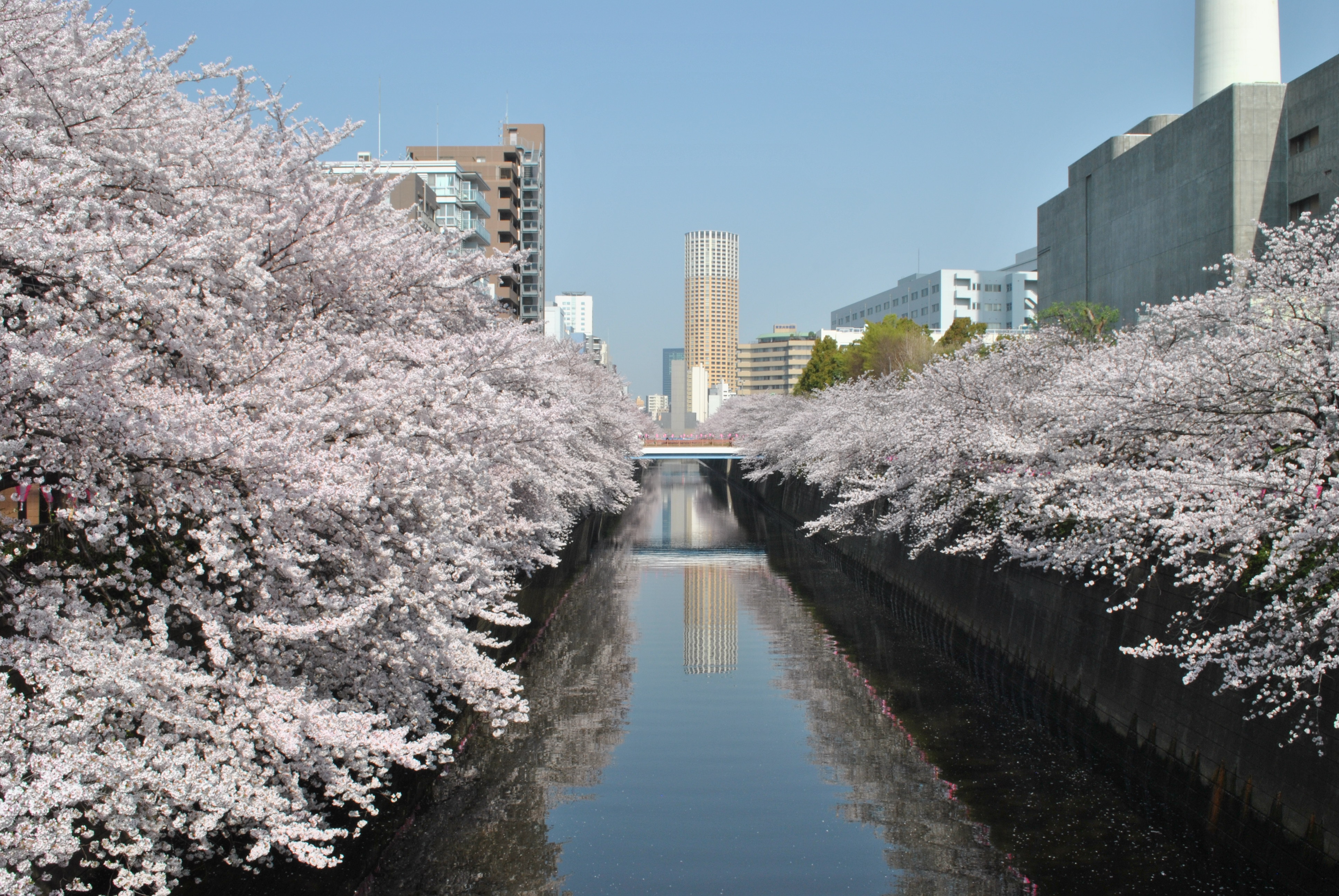 桜　D3000